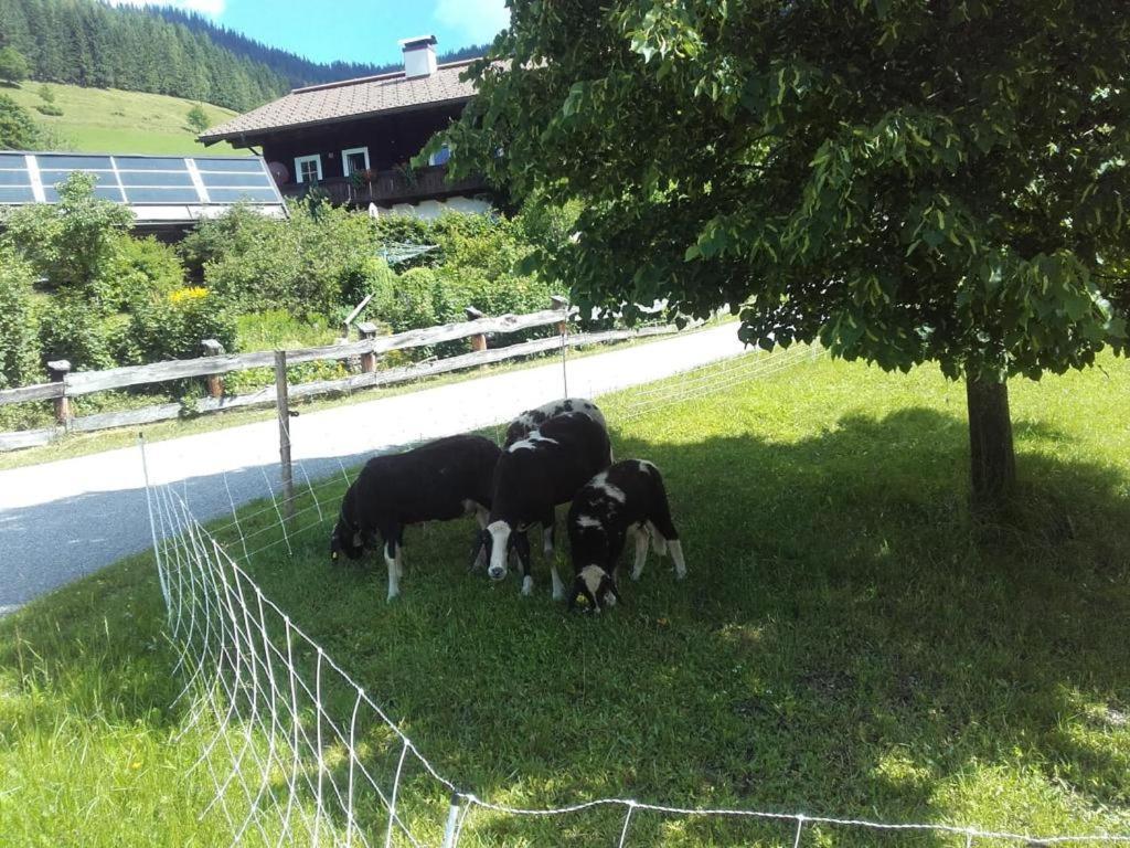 Neudegghof Leilighet Eben Im Pongau Eksteriør bilde